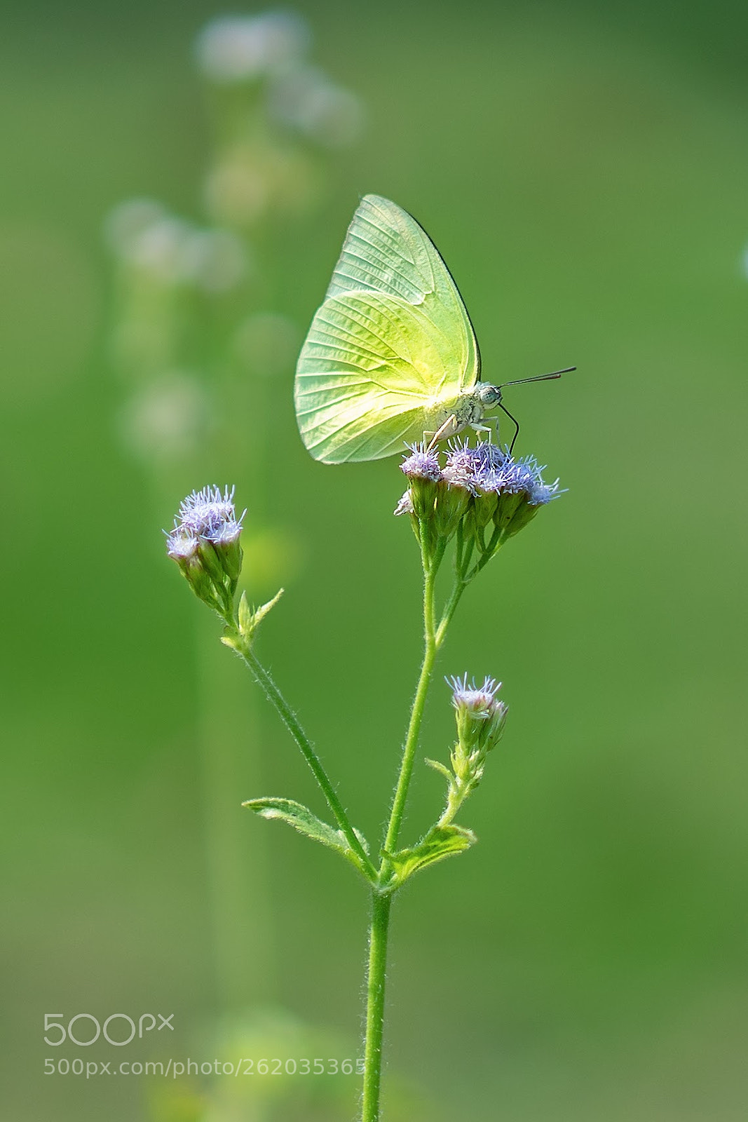 Sony a7 sample photo. 蝶 photography