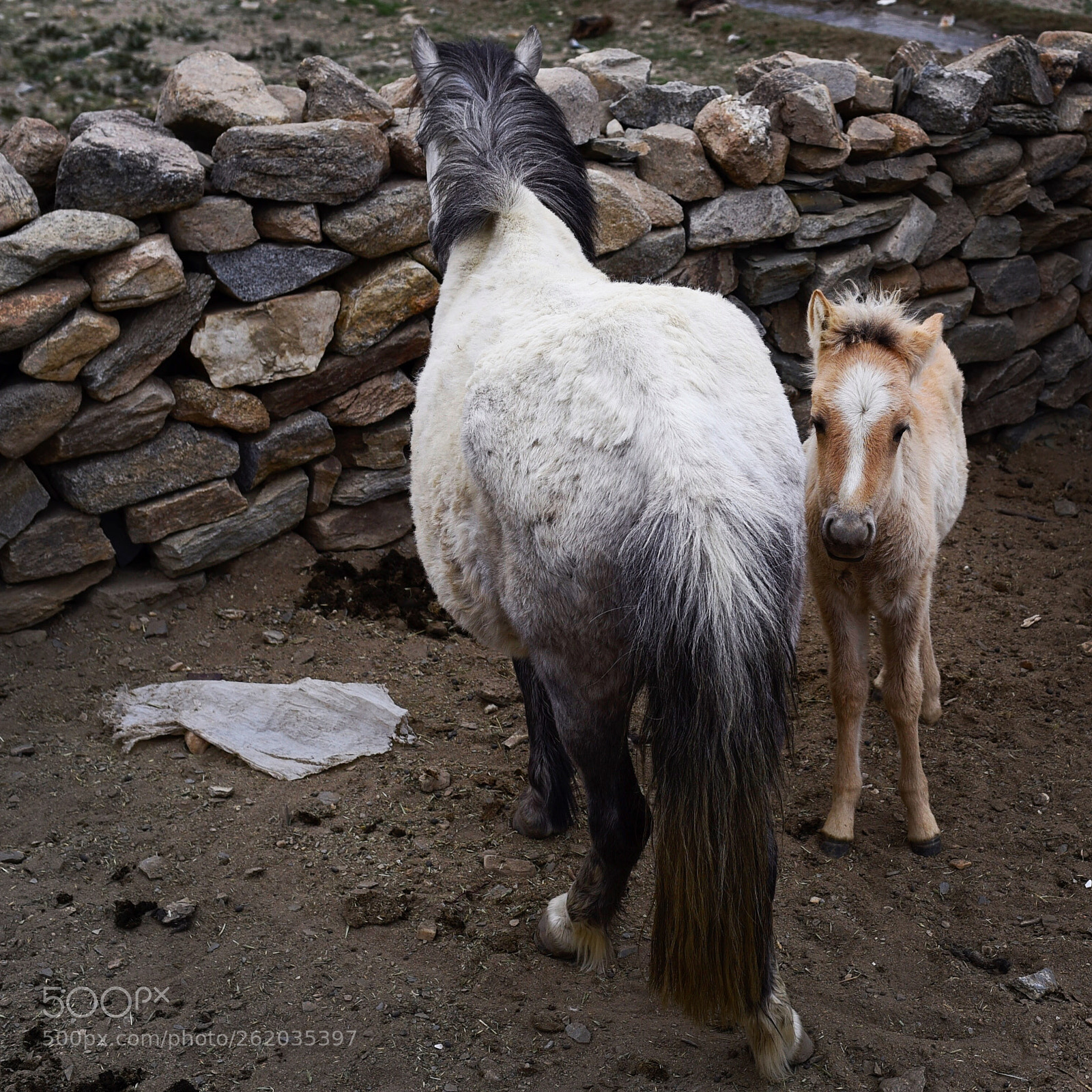 Nikon D750 sample photo. Mother and a foal photography