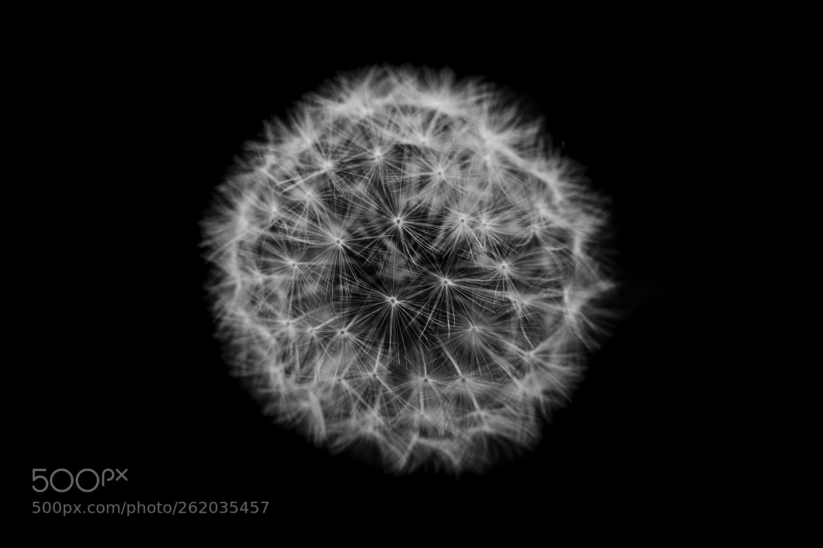 Nikon D7100 sample photo. A flower in darkness photography