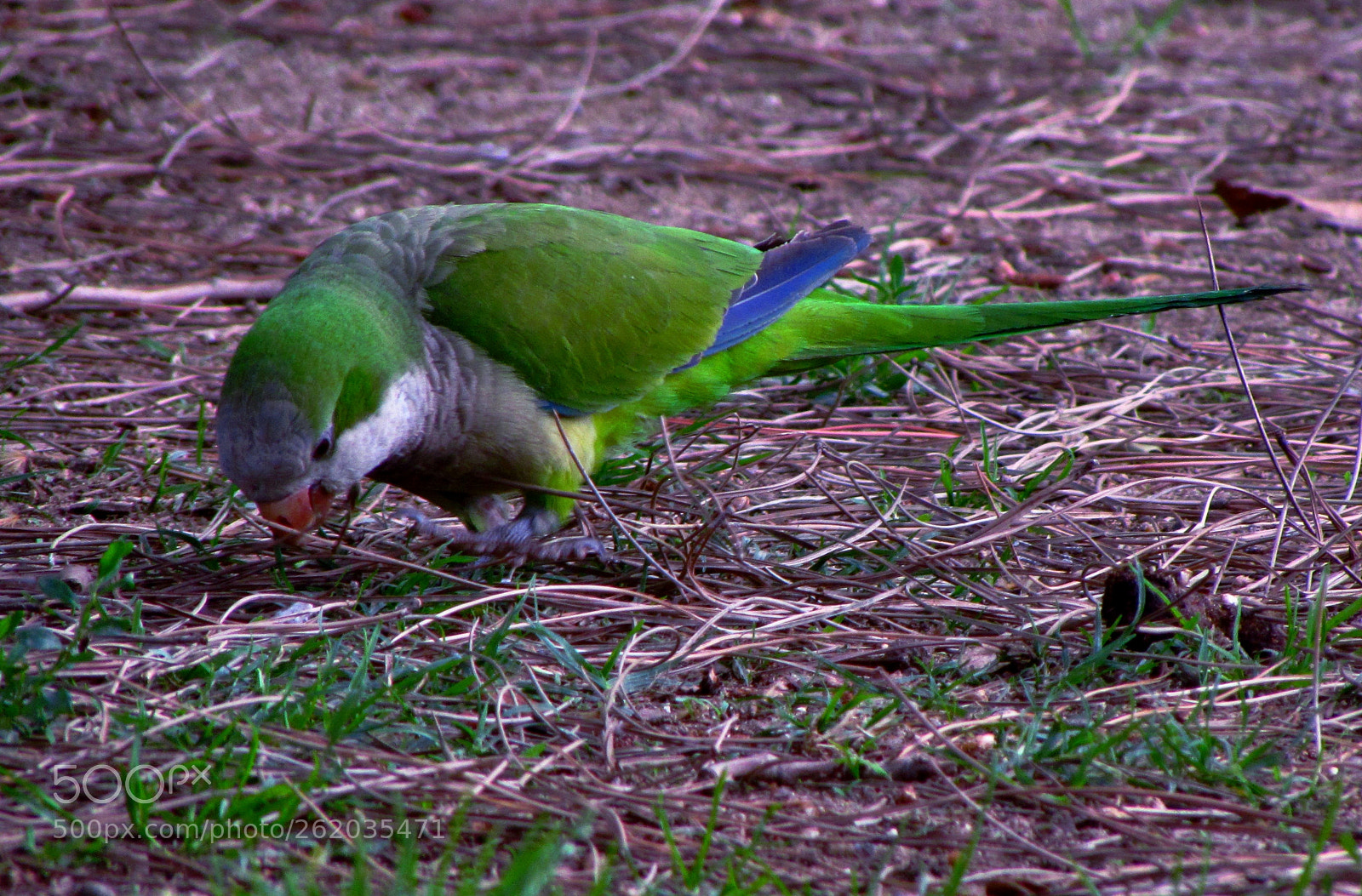 Canon PowerShot SX510 HS sample photo. Green bird photography