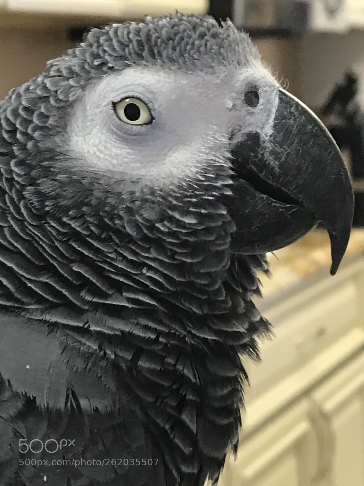 Apple iPhone 7 Plus sample photo. Untitled photography