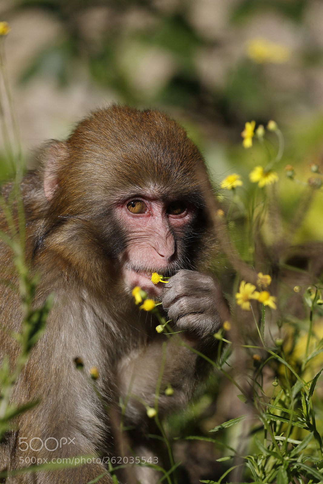 Canon EOS-1D X Mark II sample photo. Flower and child monkey photography