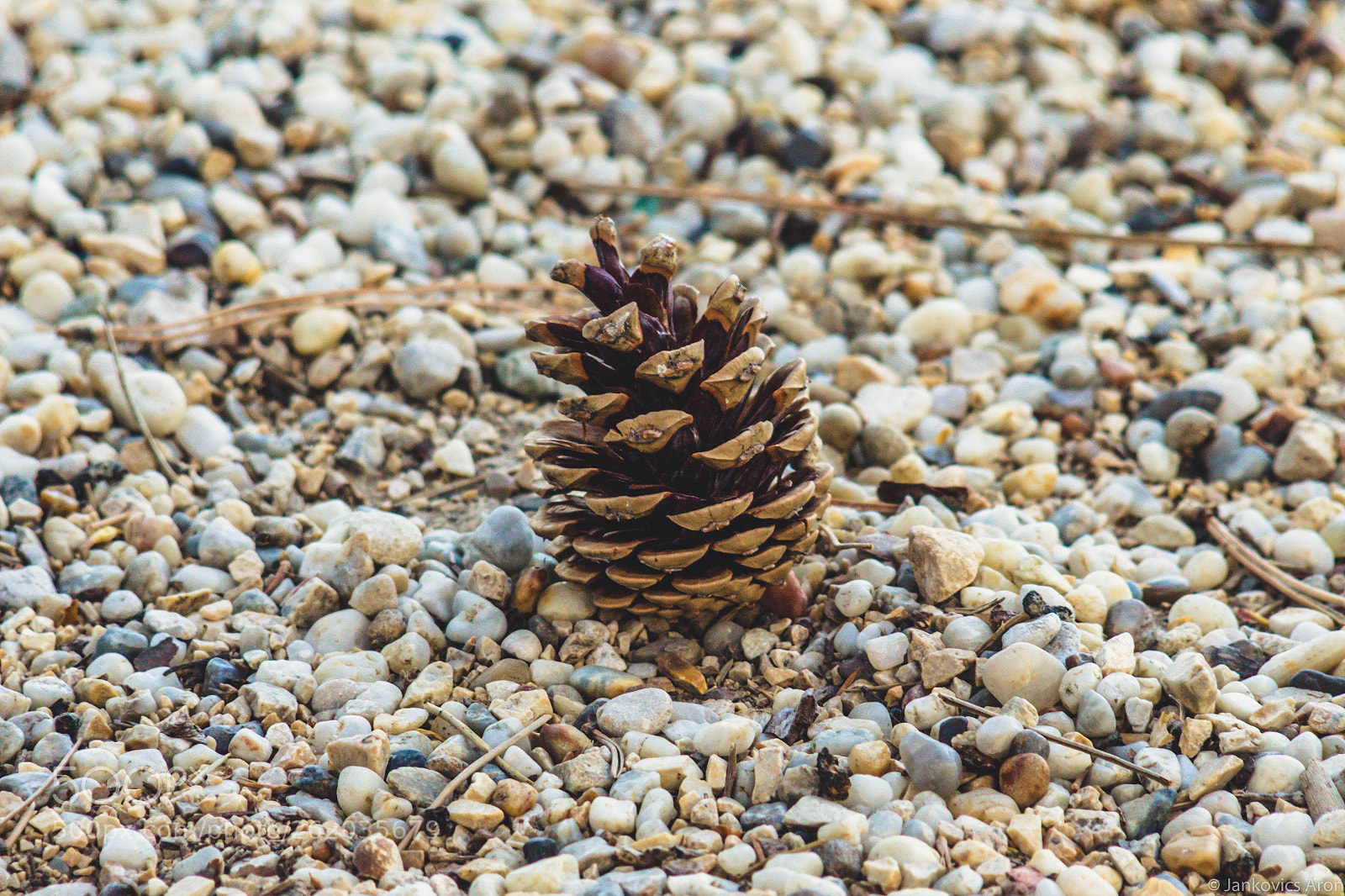 Canon EOS 1300D (EOS Rebel T6 / EOS Kiss X80) sample photo. A cone on the photography