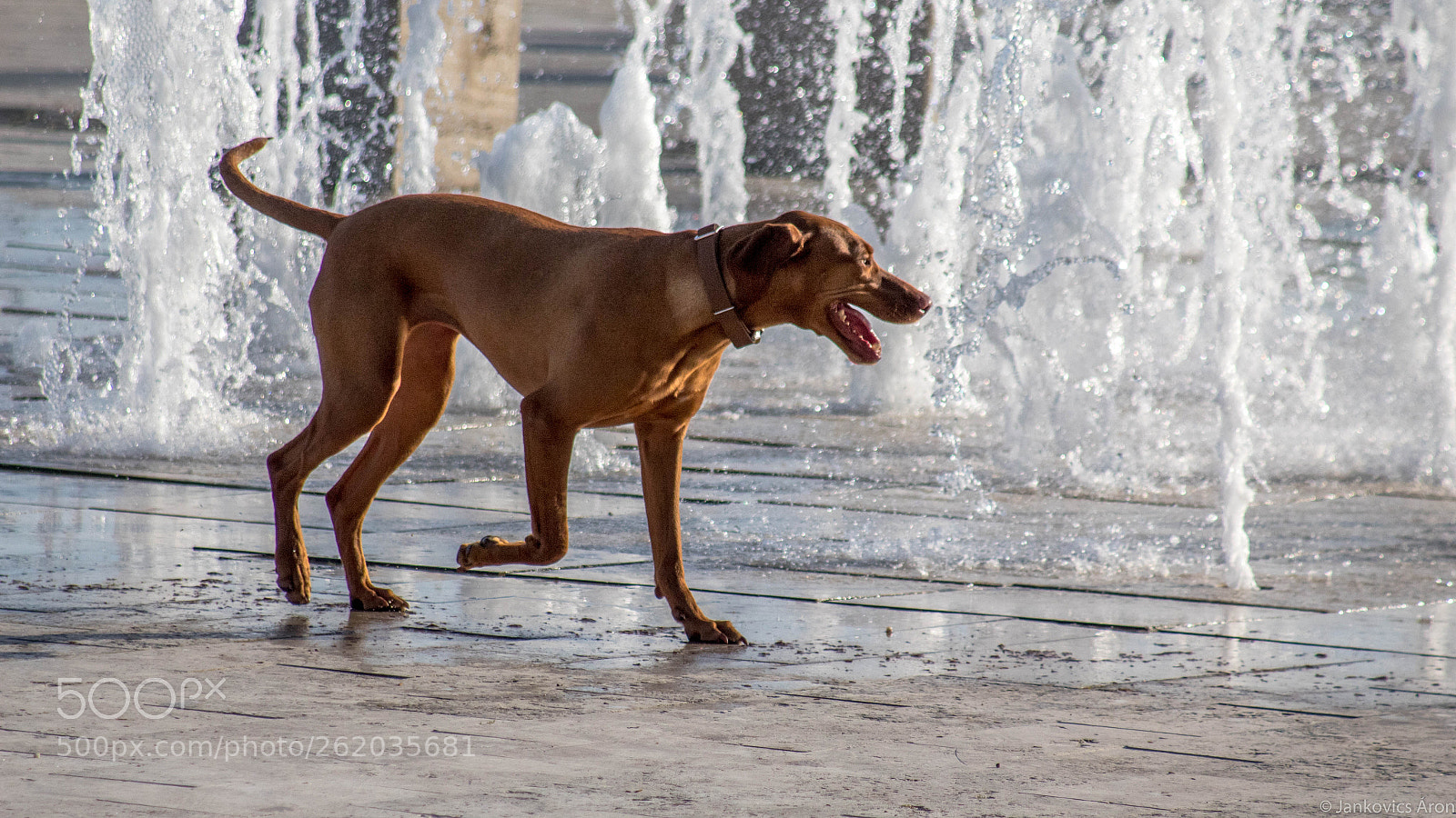 Canon EOS 1300D (EOS Rebel T6 / EOS Kiss X80) sample photo. Hungarian short-haired pointing dog photography