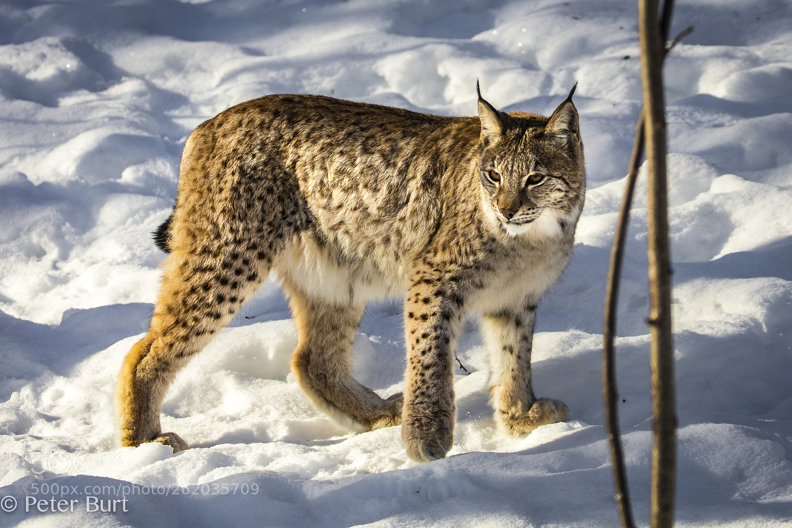 Canon EOS 5DS R sample photo. Lynx in winter photography