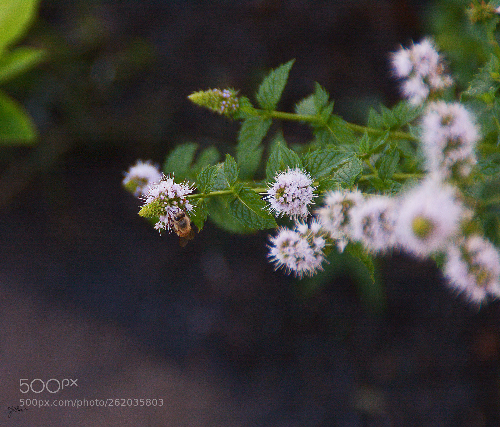 Nikon D7100 sample photo. Plants and bees photography