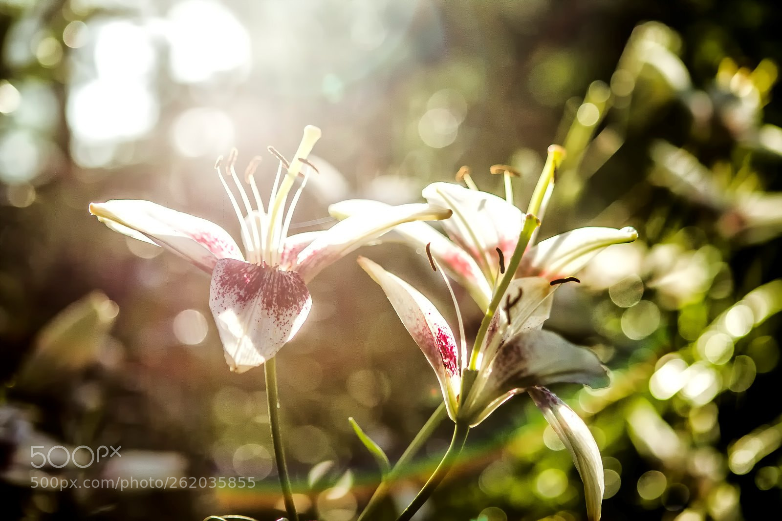Canon EOS-1D Mark IV sample photo. 두송이 photography