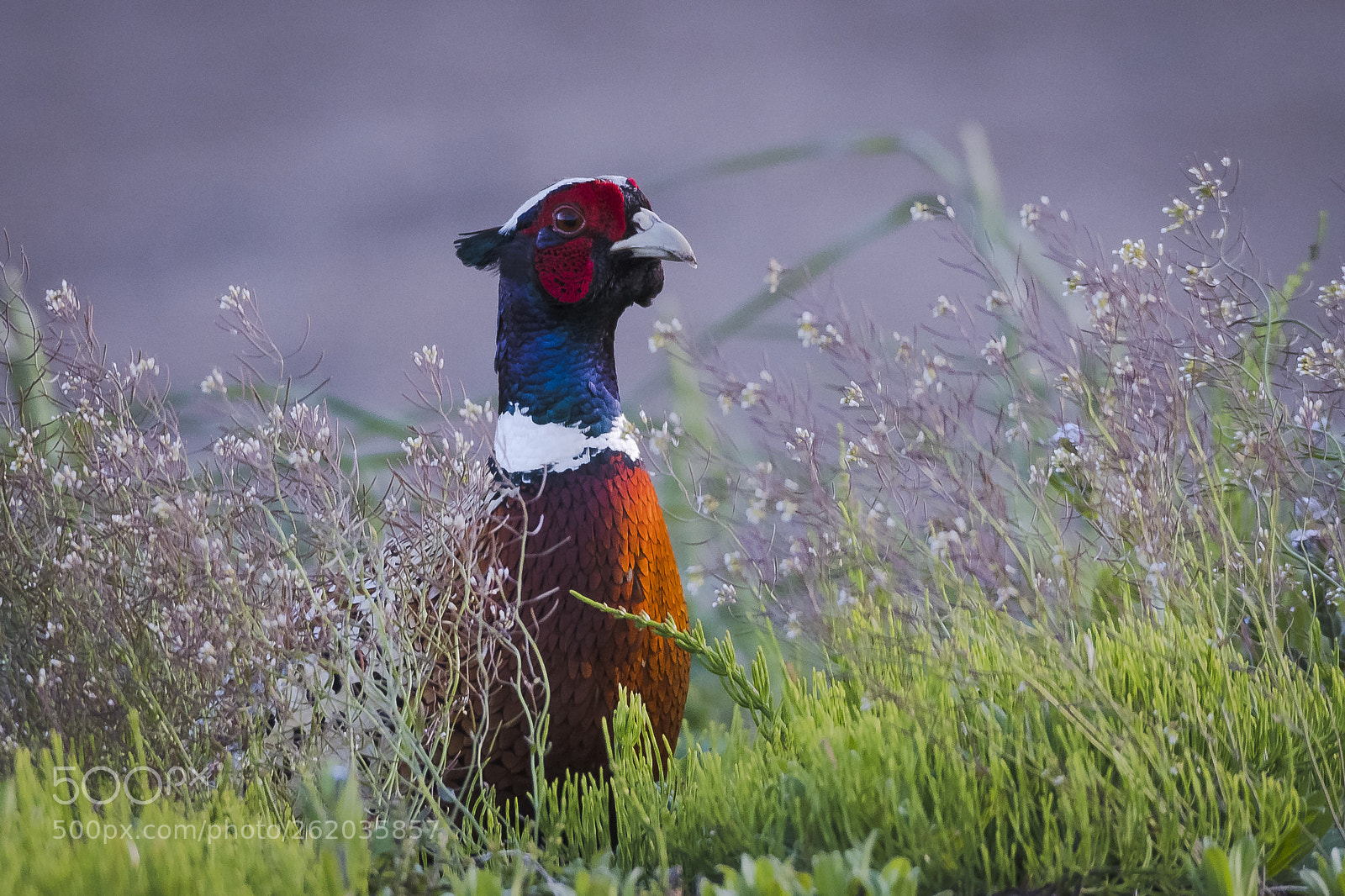 Nikon D500 sample photo. Ring necked pheasant photography