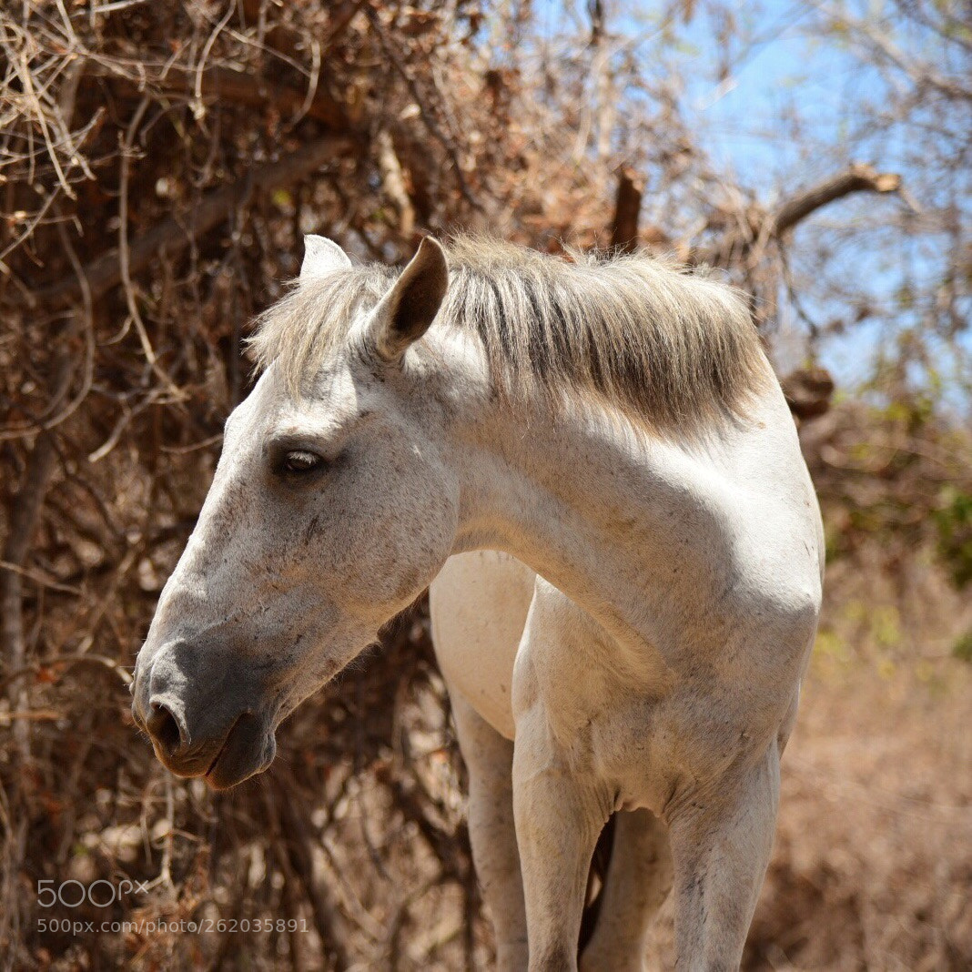 Nikon D750 sample photo. Strong beauty photography