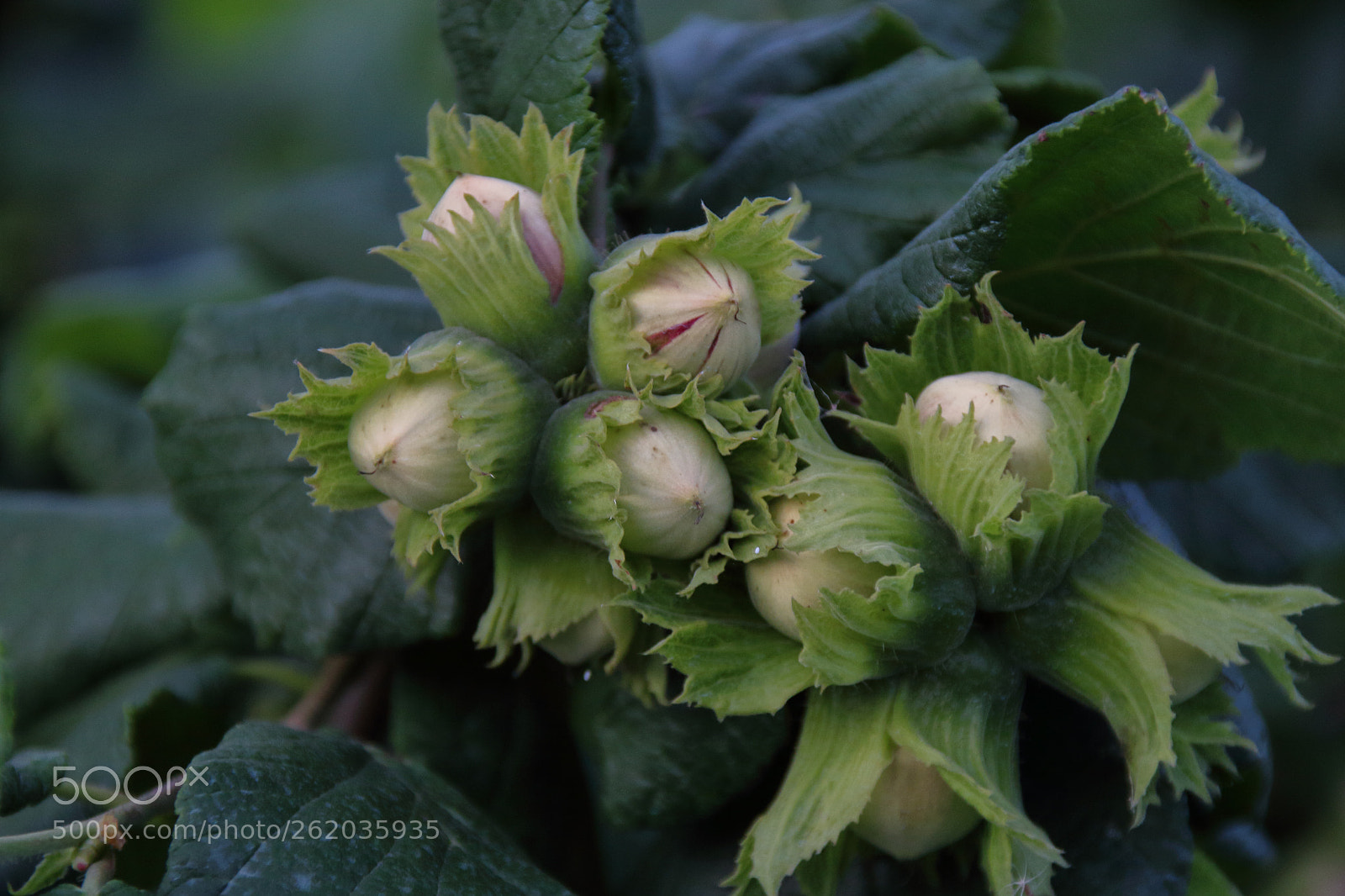 Canon EOS 1300D (EOS Rebel T6 / EOS Kiss X80) sample photo. Hazelnuts ripening img 0507-1.jpg photography