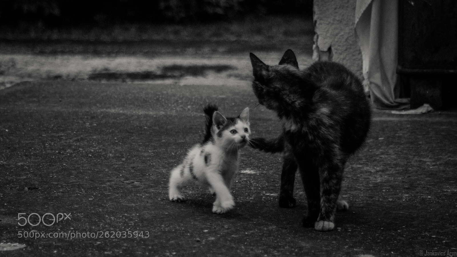 Canon EOS 1300D (EOS Rebel T6 / EOS Kiss X80) sample photo. A kitten and his photography