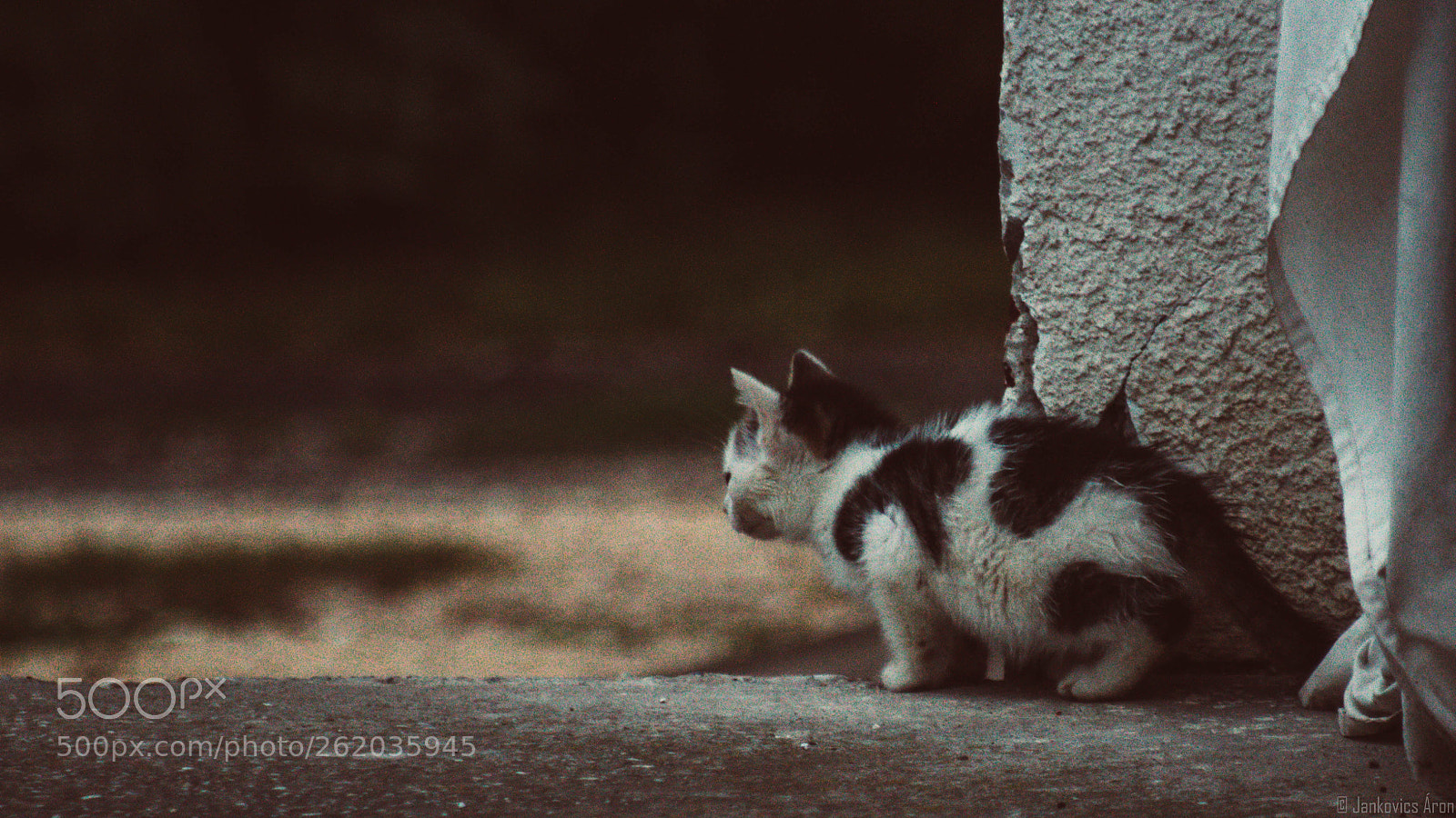 Canon EOS 1300D (EOS Rebel T6 / EOS Kiss X80) sample photo. A kitten photography