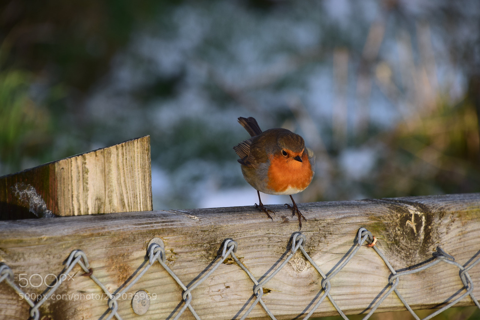Nikon D5300 sample photo. Redbreast photography