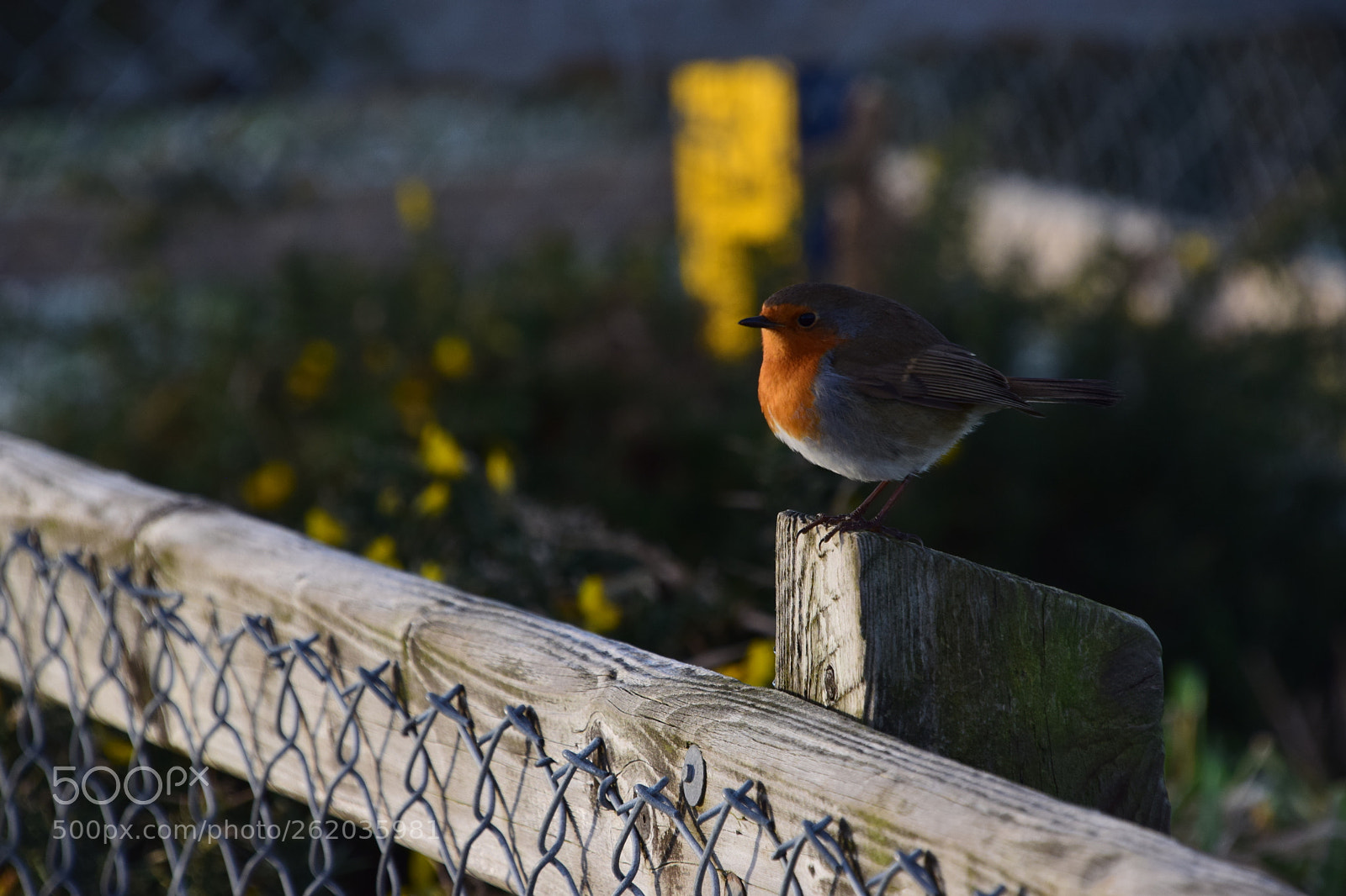 Nikon D5300 sample photo. Redbreast photography