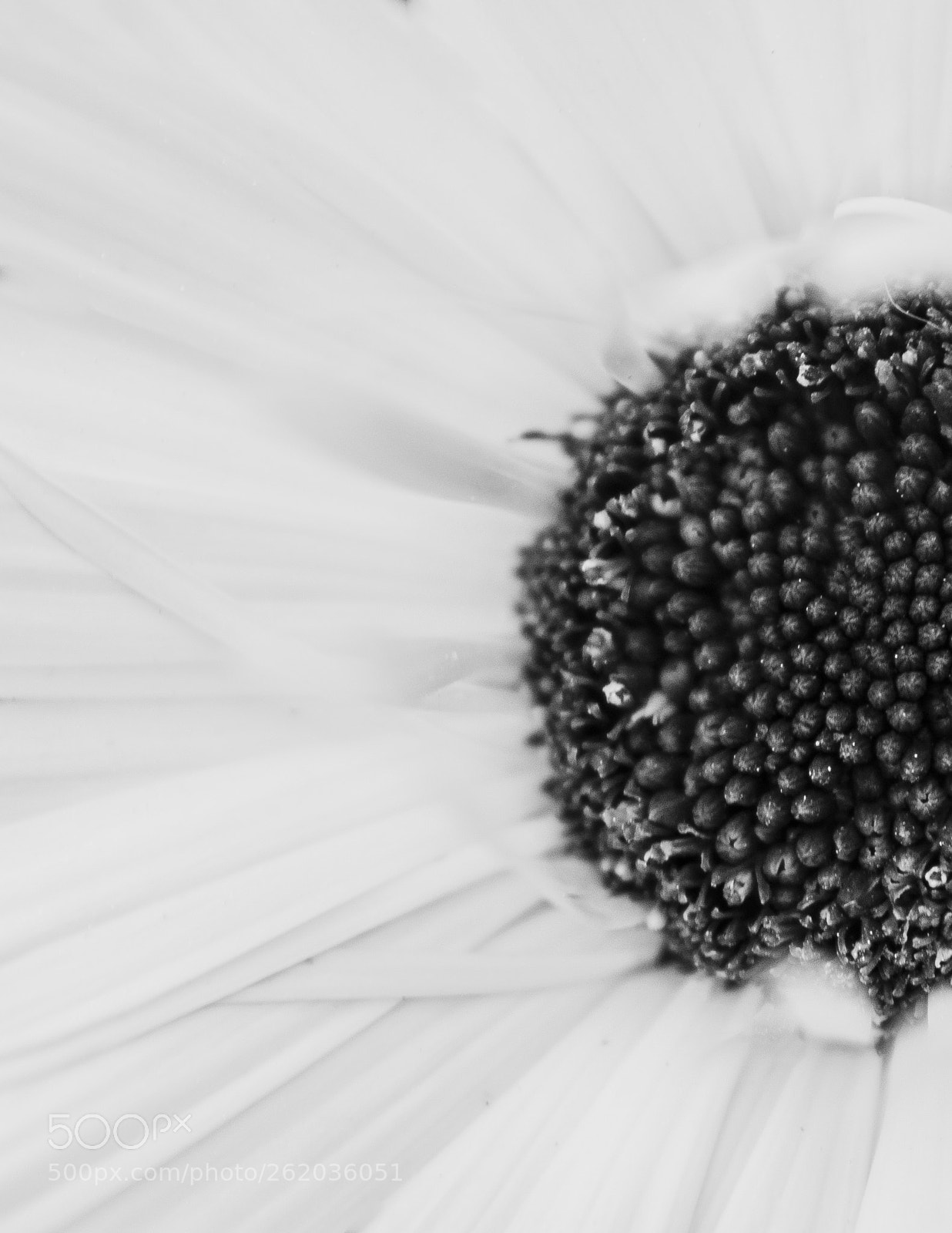 Nikon D7100 sample photo. Spring macro flower photography