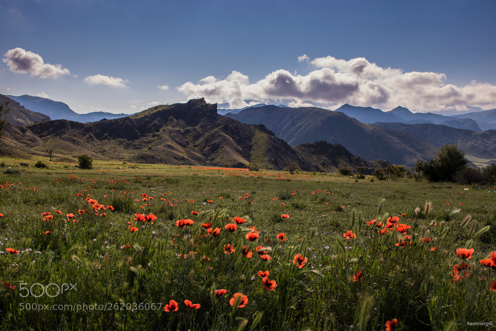 Canon EOS 7D Mark II sample photo. Flowers and mountains photography