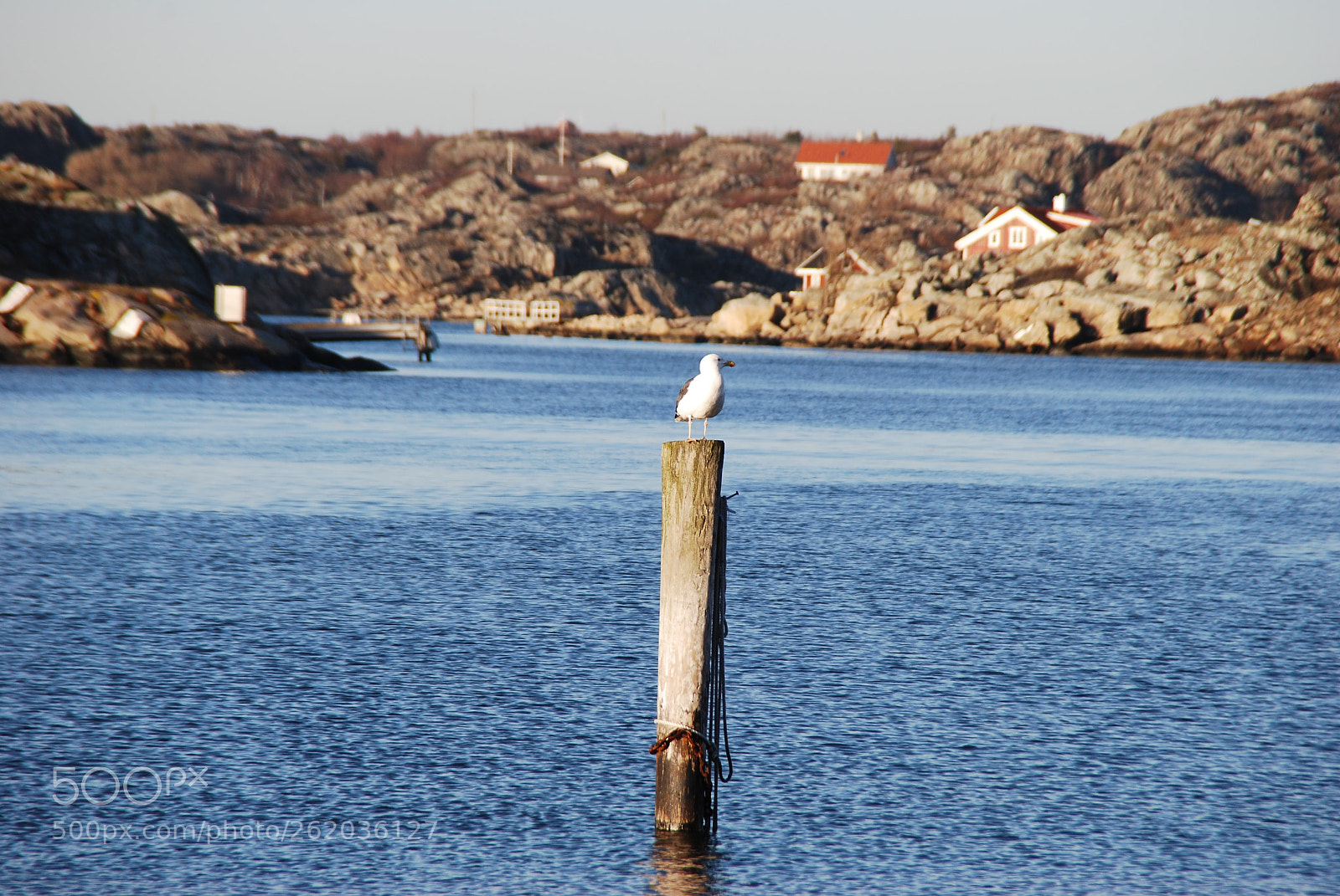 Nikon D80 sample photo. Seagull taking a sunbath photography