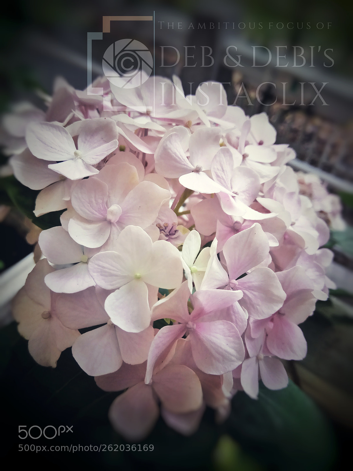 Xiaomi Redmi Note 4 sample photo. Flower photography