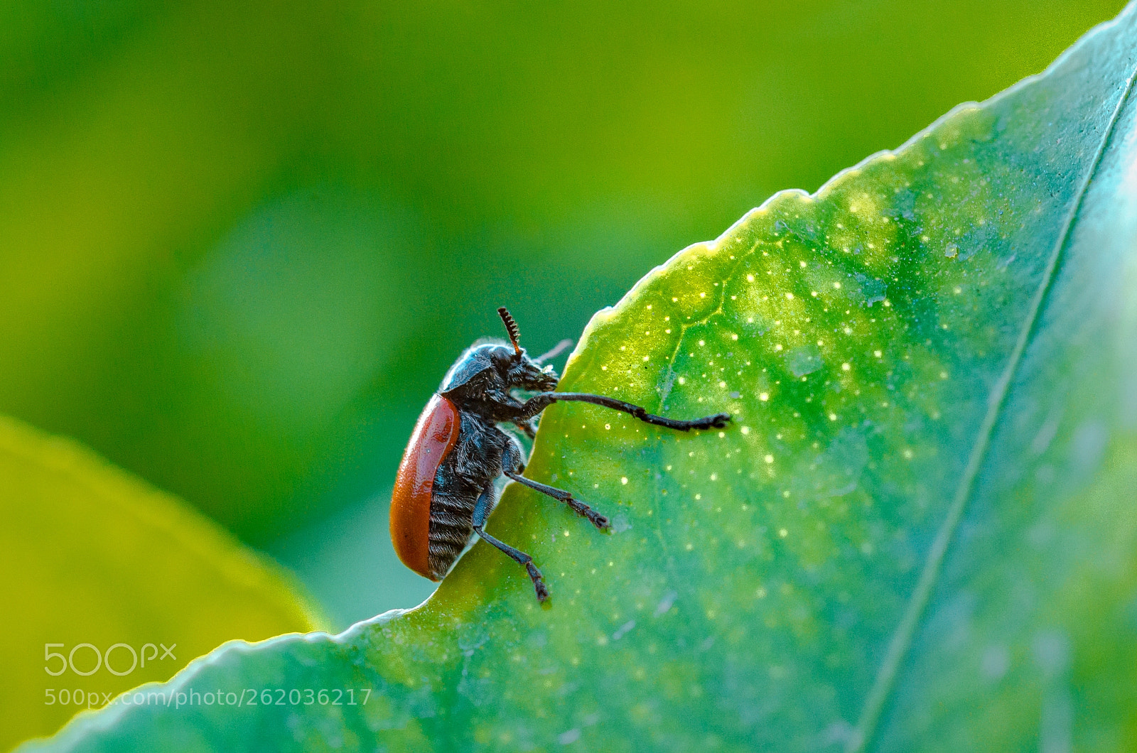 Nikon D7000 sample photo. Bug photography