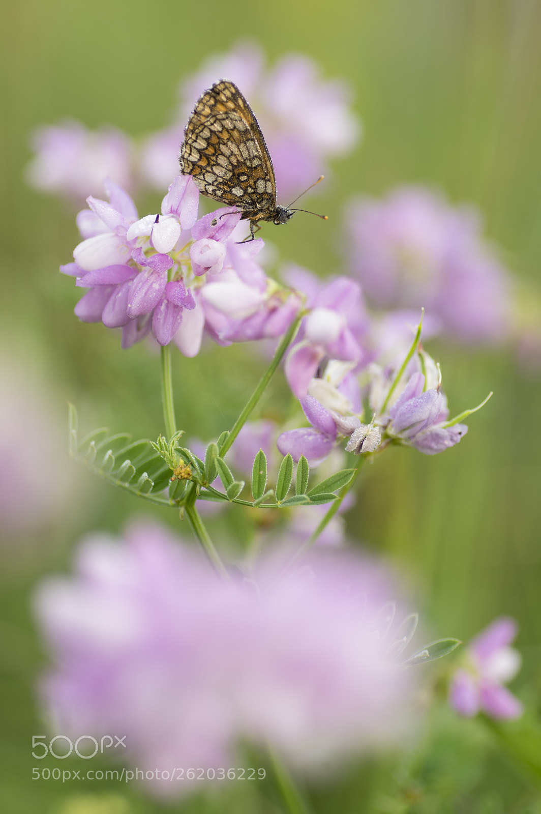Pentax K-3 sample photo. In the pink photography