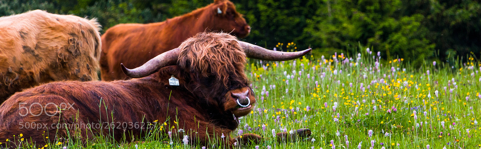 Canon EOS 70D sample photo. Animal in grass photography