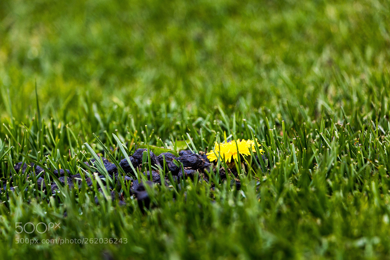 Canon EOS 70D sample photo. Dandelion photography