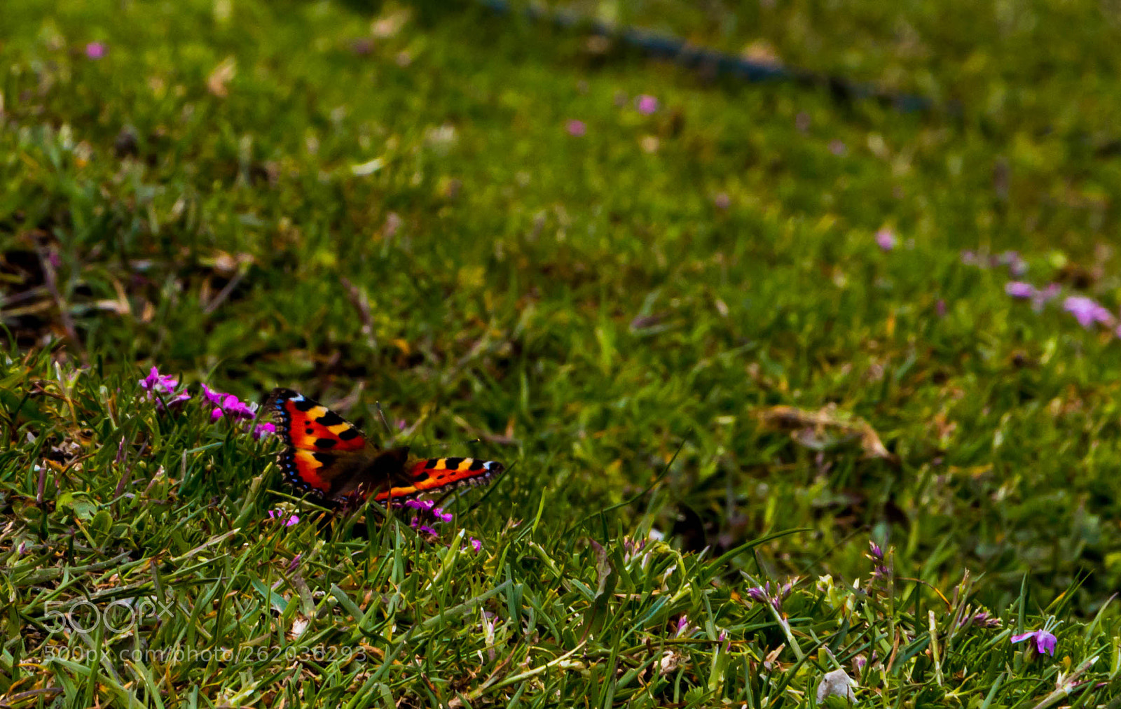 Canon EOS 70D sample photo. Butterfly photography
