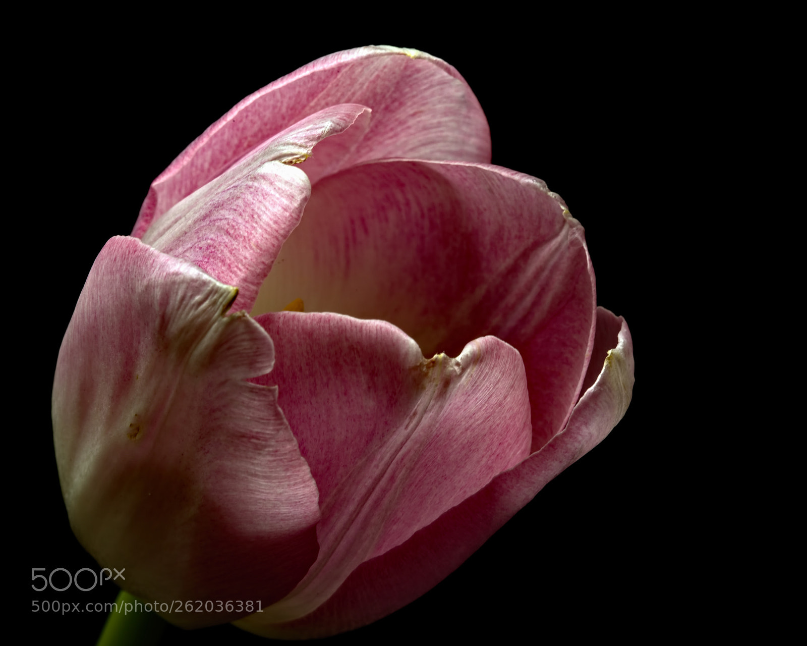 Nikon D810 sample photo. Single pink tulip 0117 photography