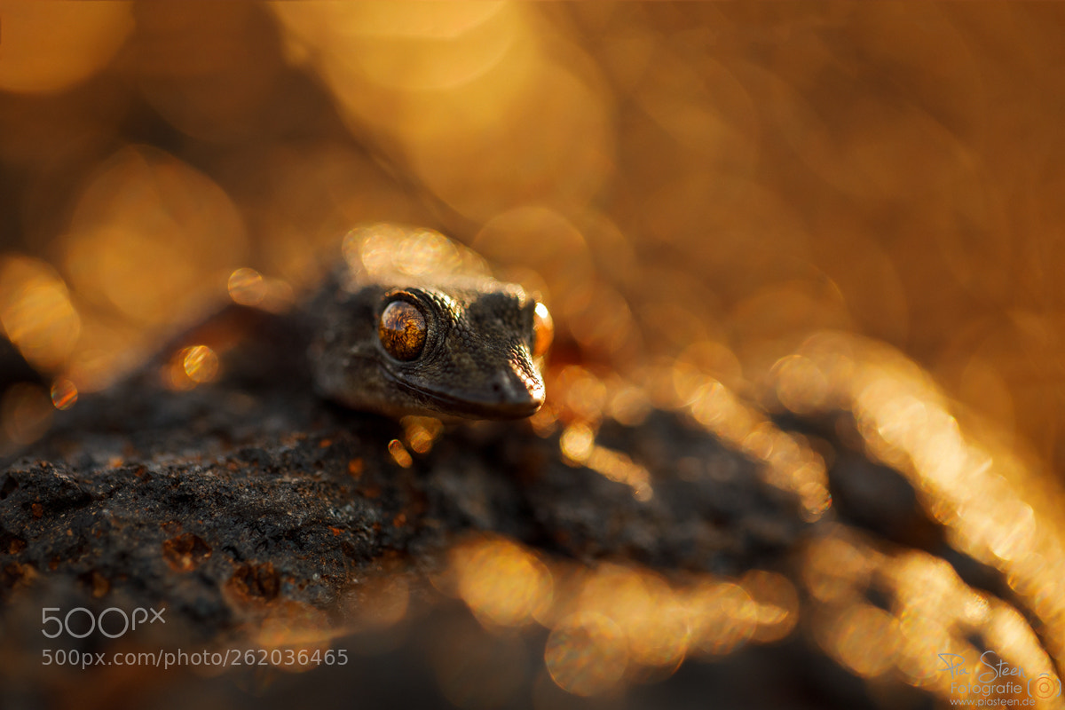 Canon EOS 5D Mark IV sample photo. Fire gecko photography