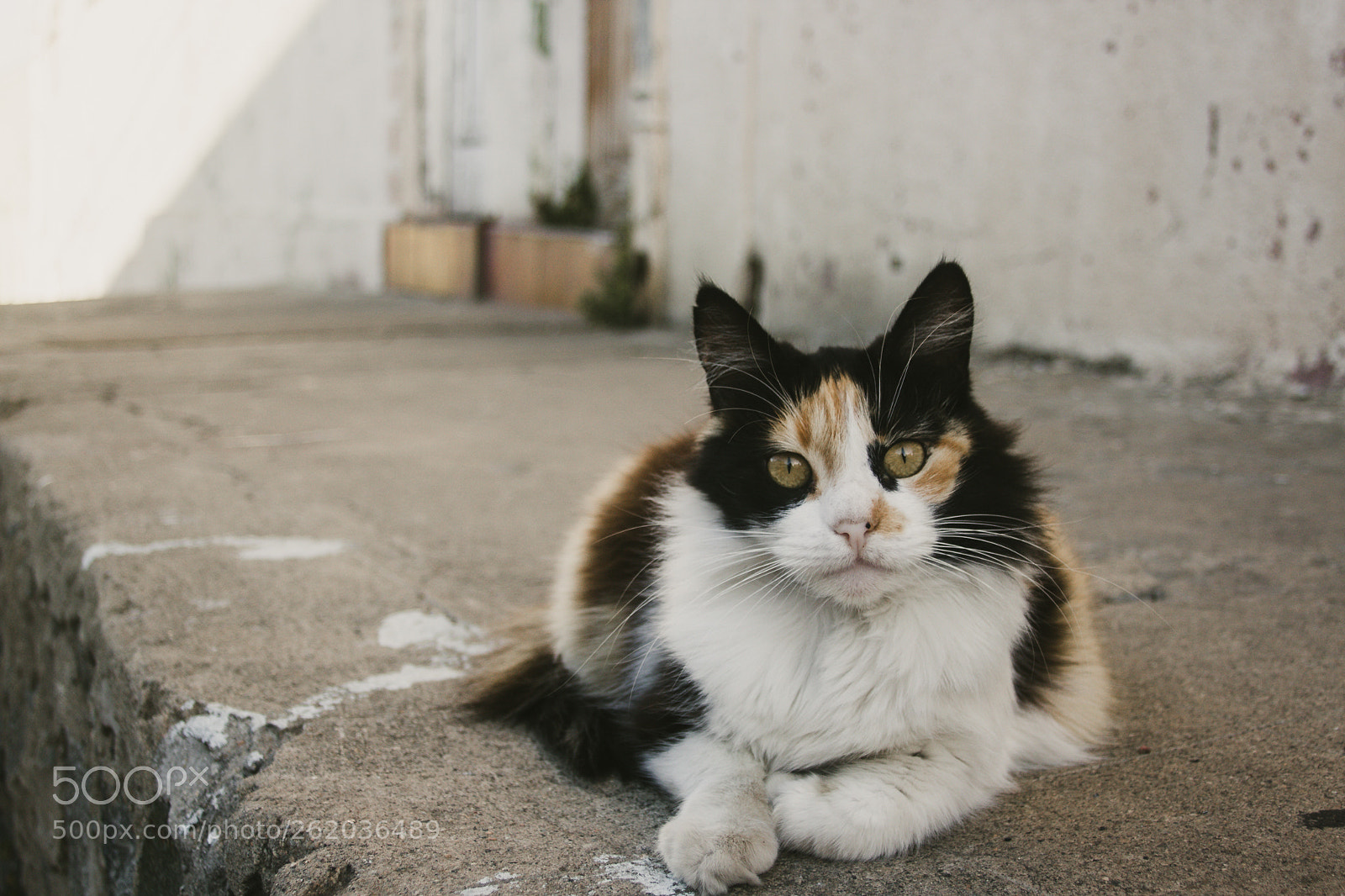 Canon EOS 600D (Rebel EOS T3i / EOS Kiss X5) sample photo. Curious eyes photography