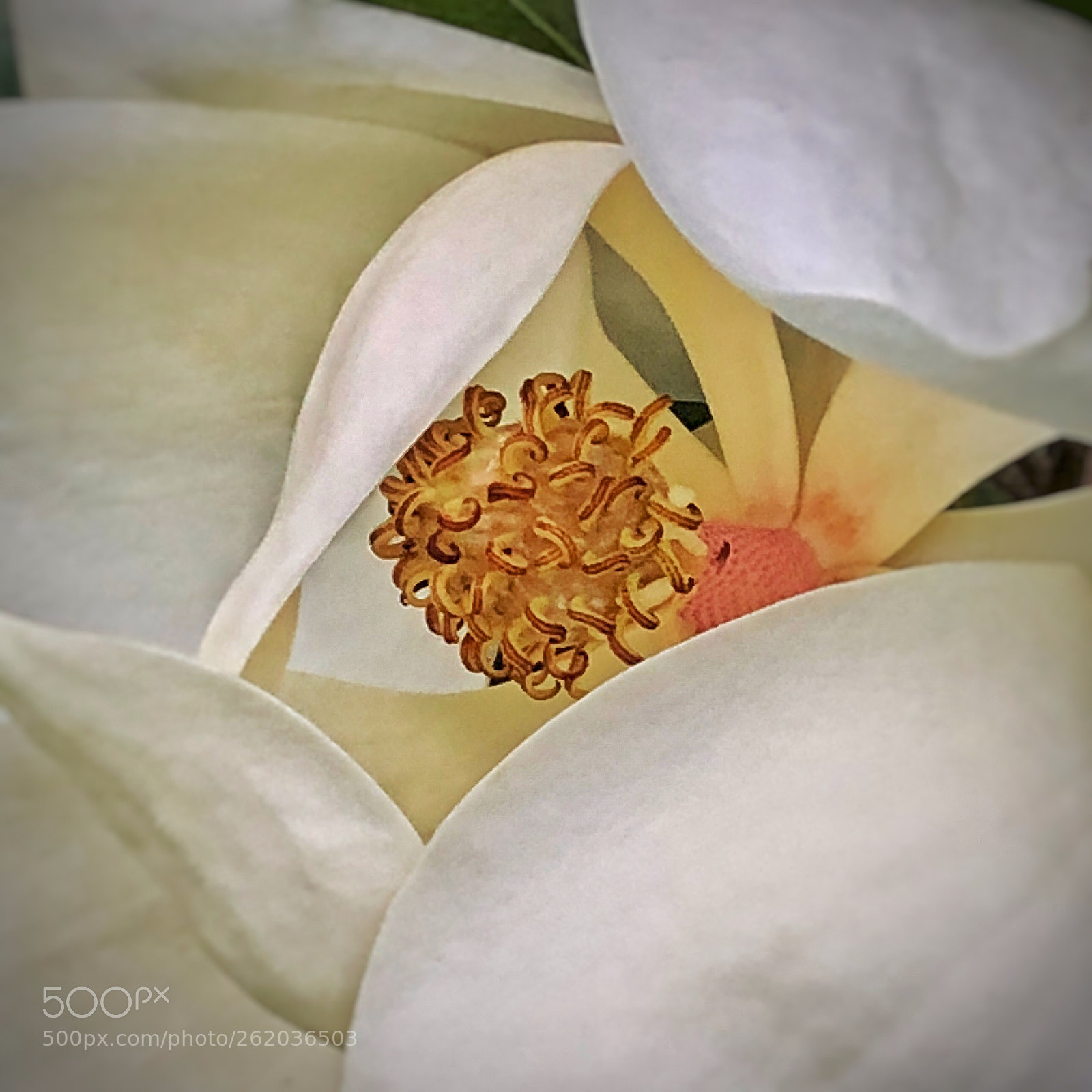Apple iPhone X sample photo. Magnolia core, parkland, florida  photography