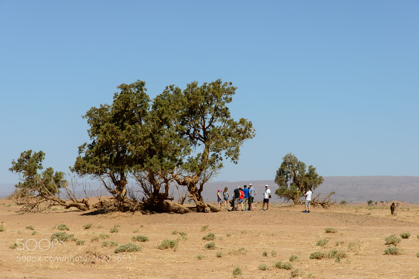 Nikon D800 sample photo. Attractive photography