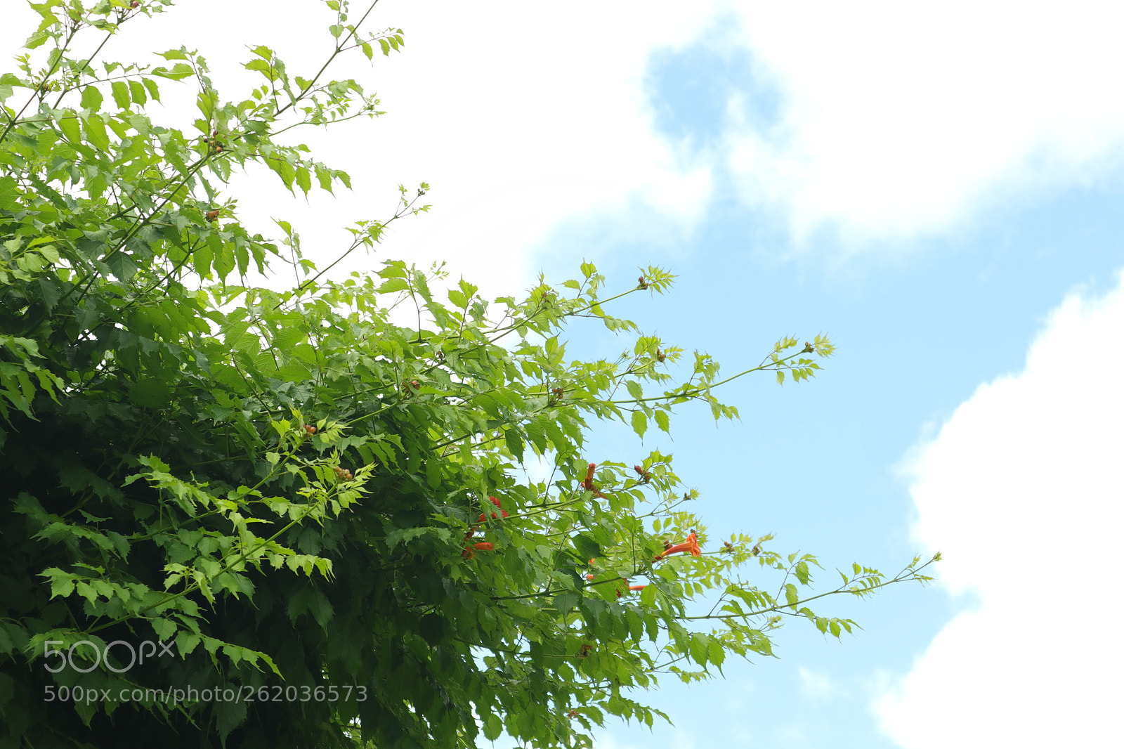 Canon EOS M6 sample photo. A color in early photography