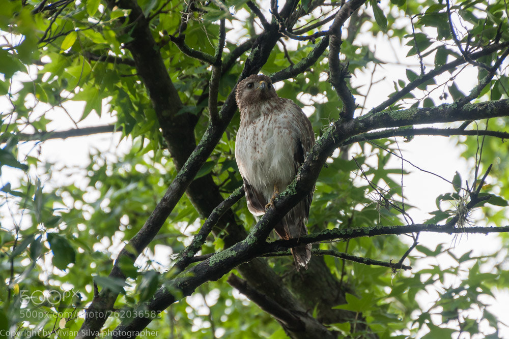 Canon EOS 40D sample photo. Red shoulder photography