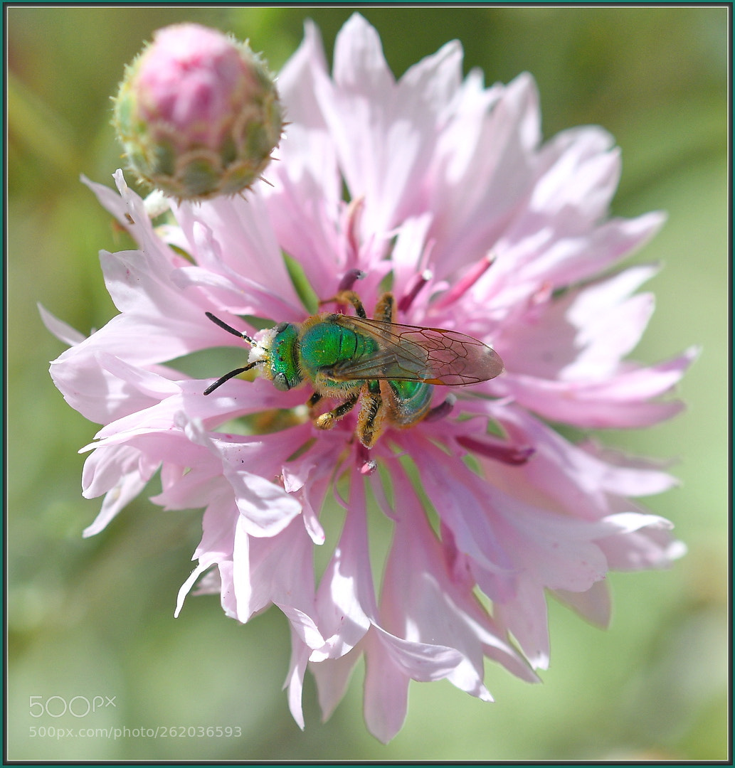 Nikon D850 + Sigma 105mm F2.8 EX DG OS HSM sample photo. Green on pink photography