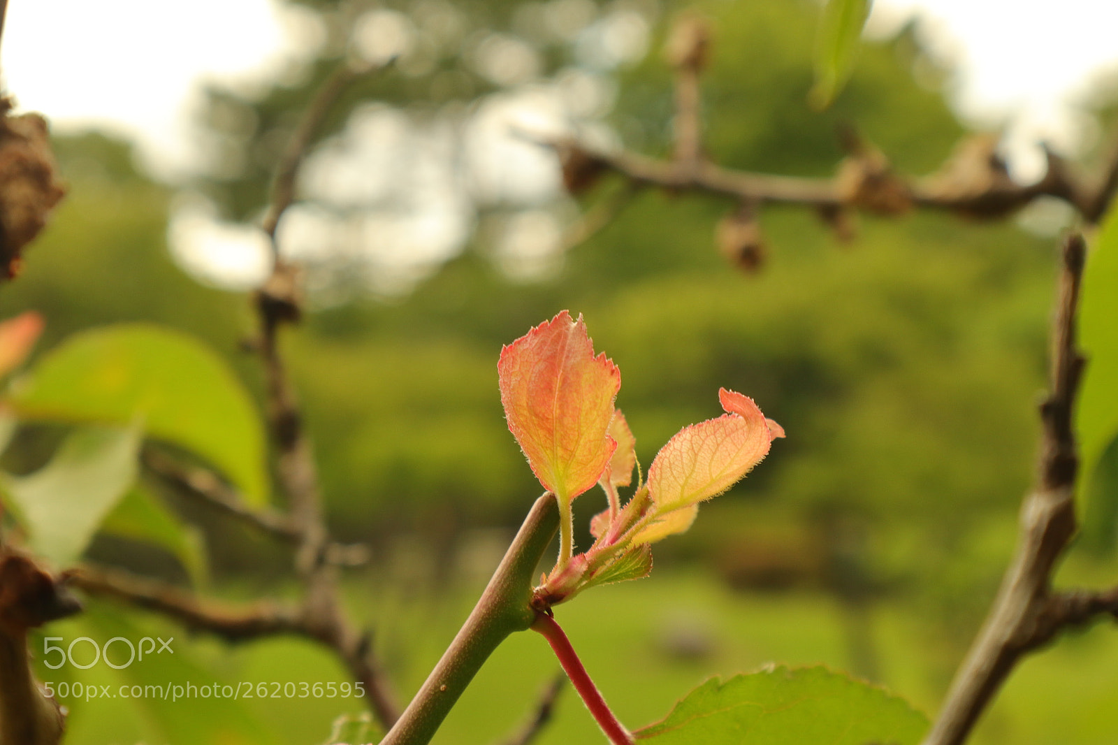 Canon EOS M6 sample photo. A color in early photography