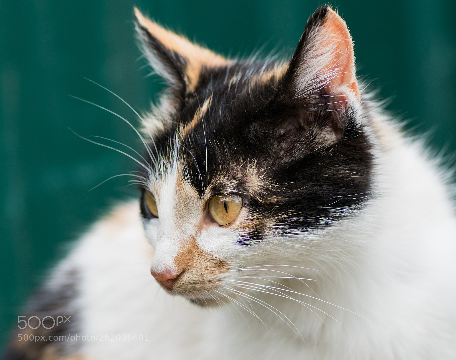 Sony ILCA-77M2 sample photo. Cat portrait photography