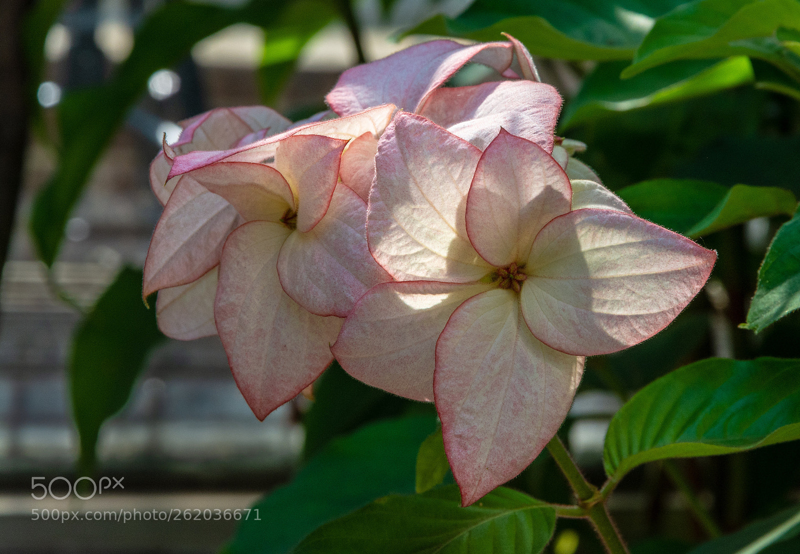 Nikon D5200 sample photo. Delicate photography