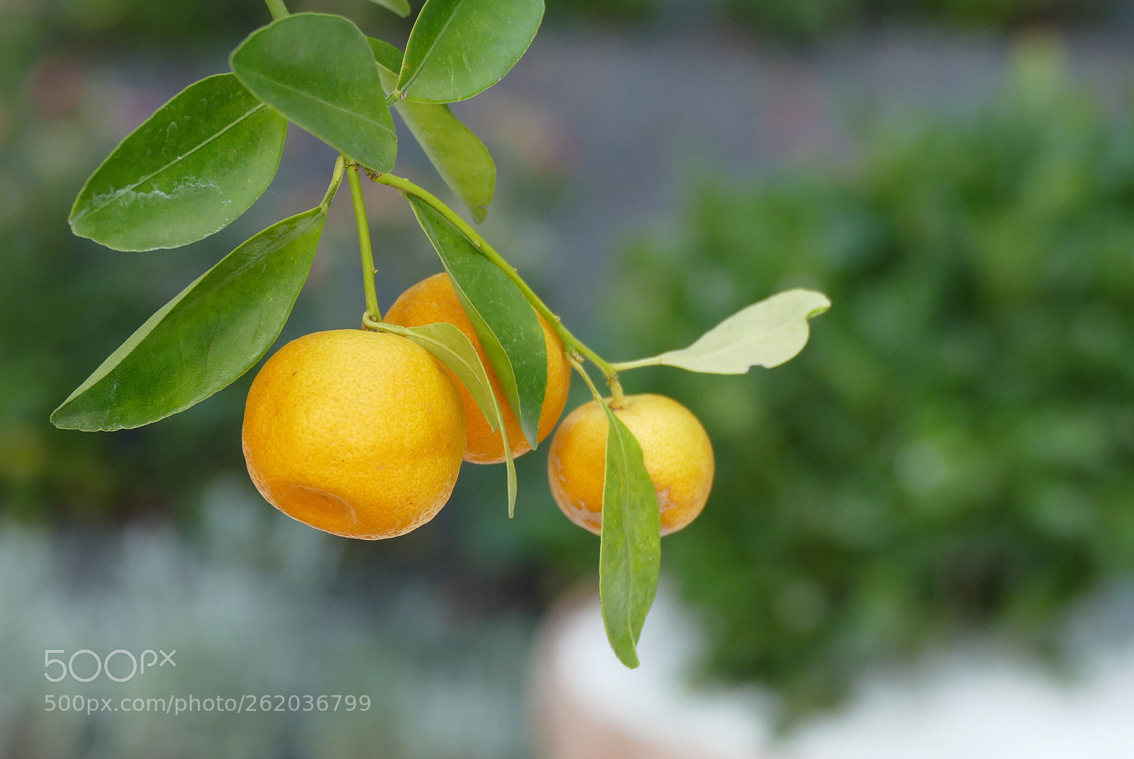 Panasonic Lumix DMC-FZ1000 sample photo. Refresh your day, make photography