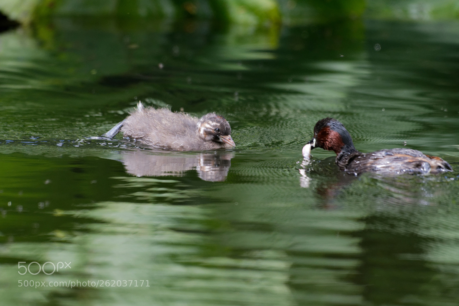 Nikon AF-S Nikkor 200-500mm F5.6E ED VR sample photo. Grèbes castagneux photography