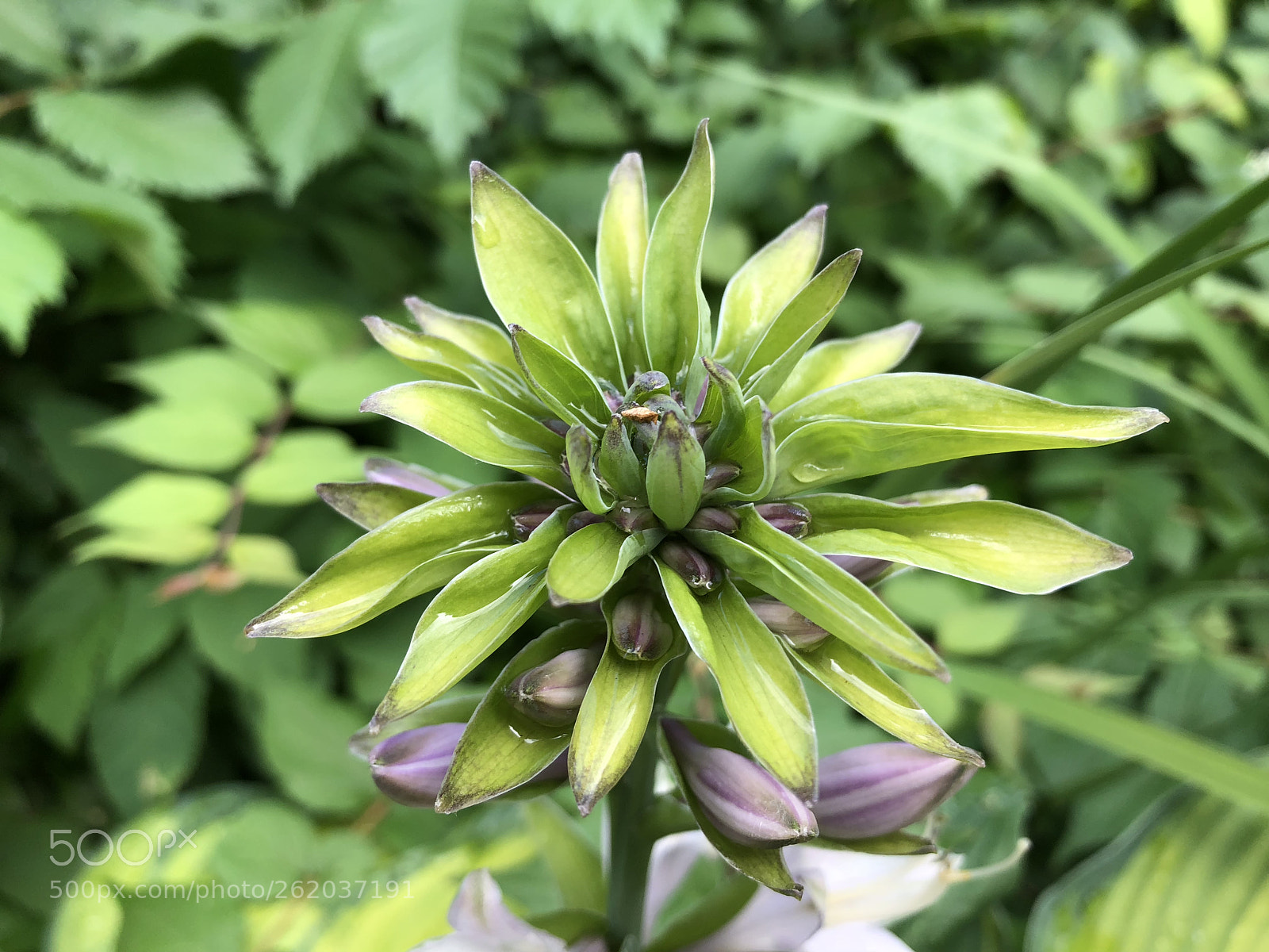 Apple iPhone X sample photo. Young flower photography