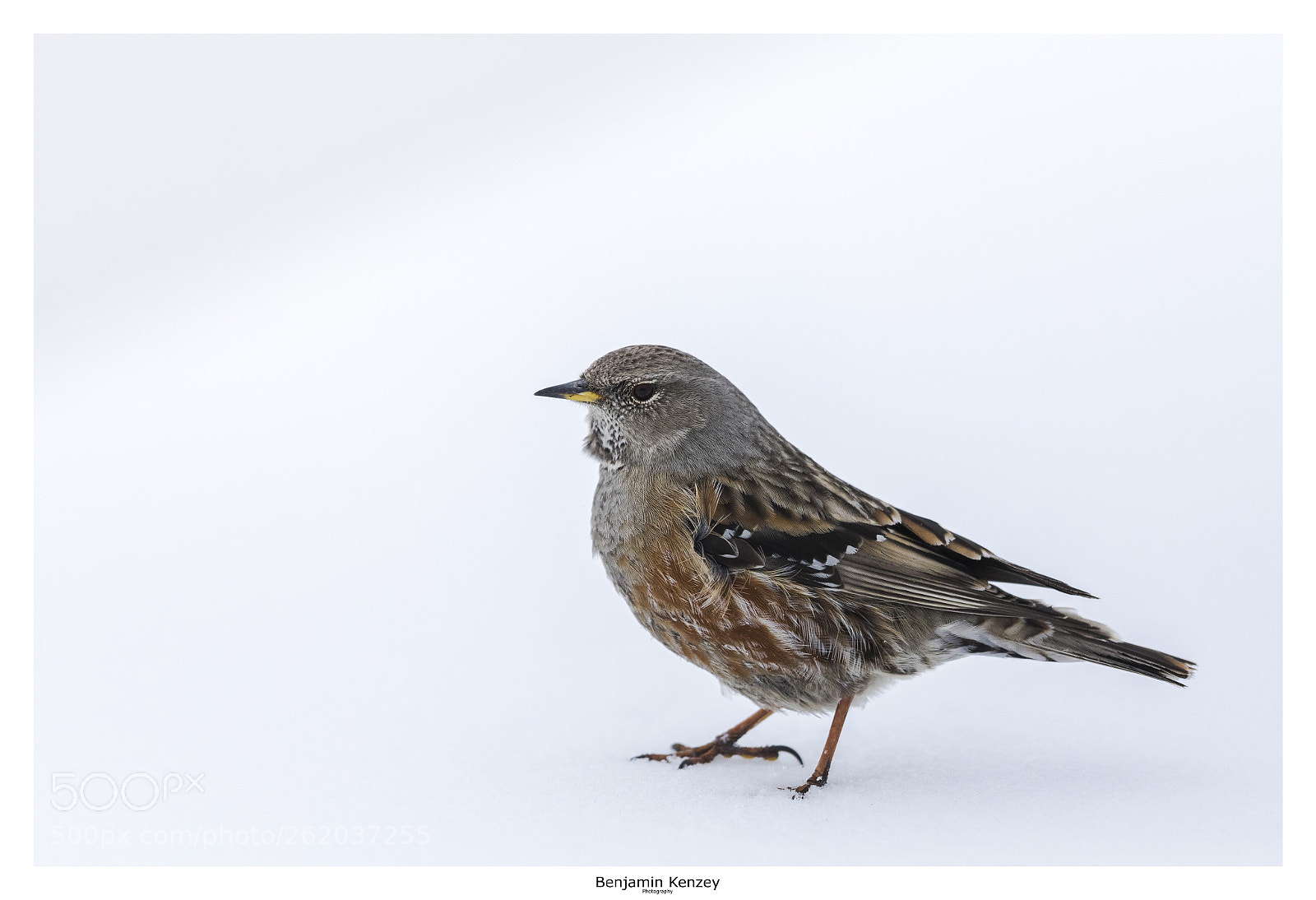 Canon EOS 5D Mark IV sample photo. Accenteur alpin photography