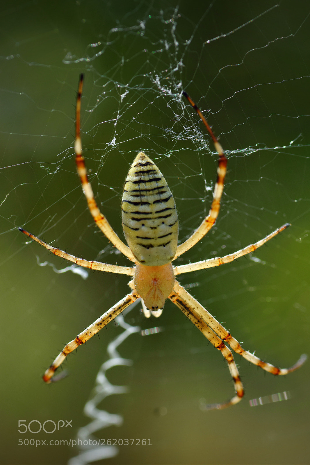 Tamron SP 90mm F2.8 Di VC USD 1:1 Macro sample photo. Argiope bruennichi photography