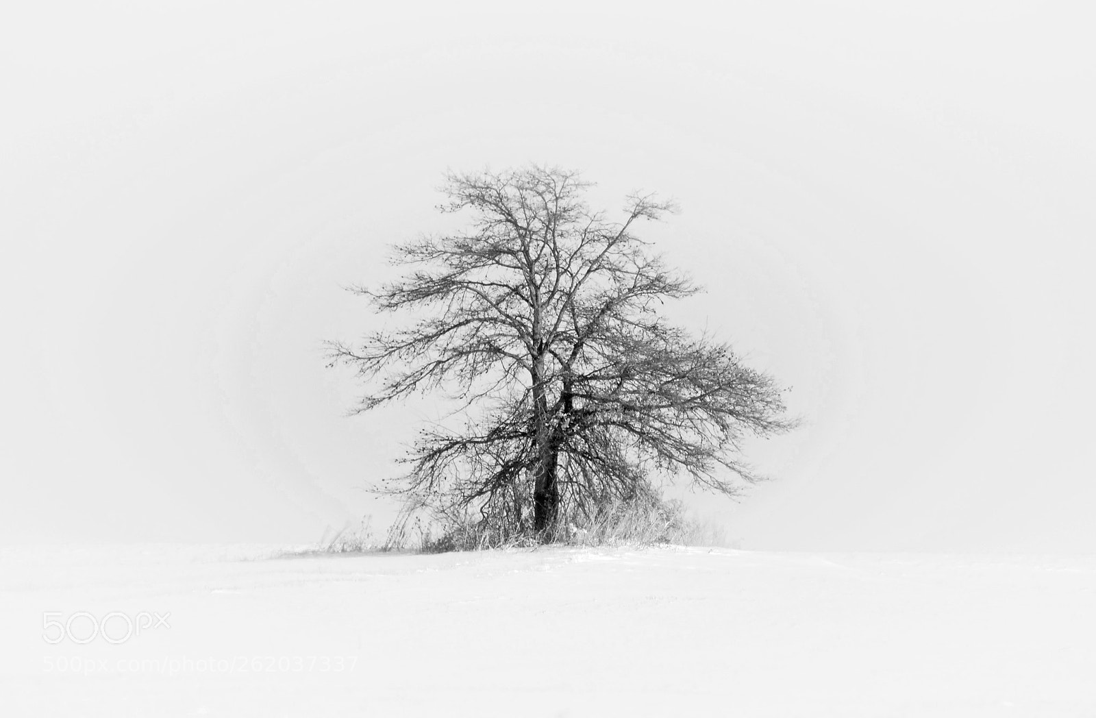 Nikon D850 sample photo. Tree photography