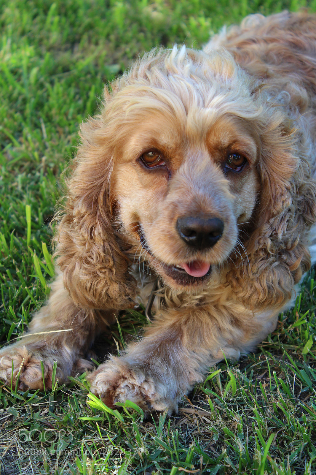 Canon EOS 1300D (EOS Rebel T6 / EOS Kiss X80) sample photo. Dog photography