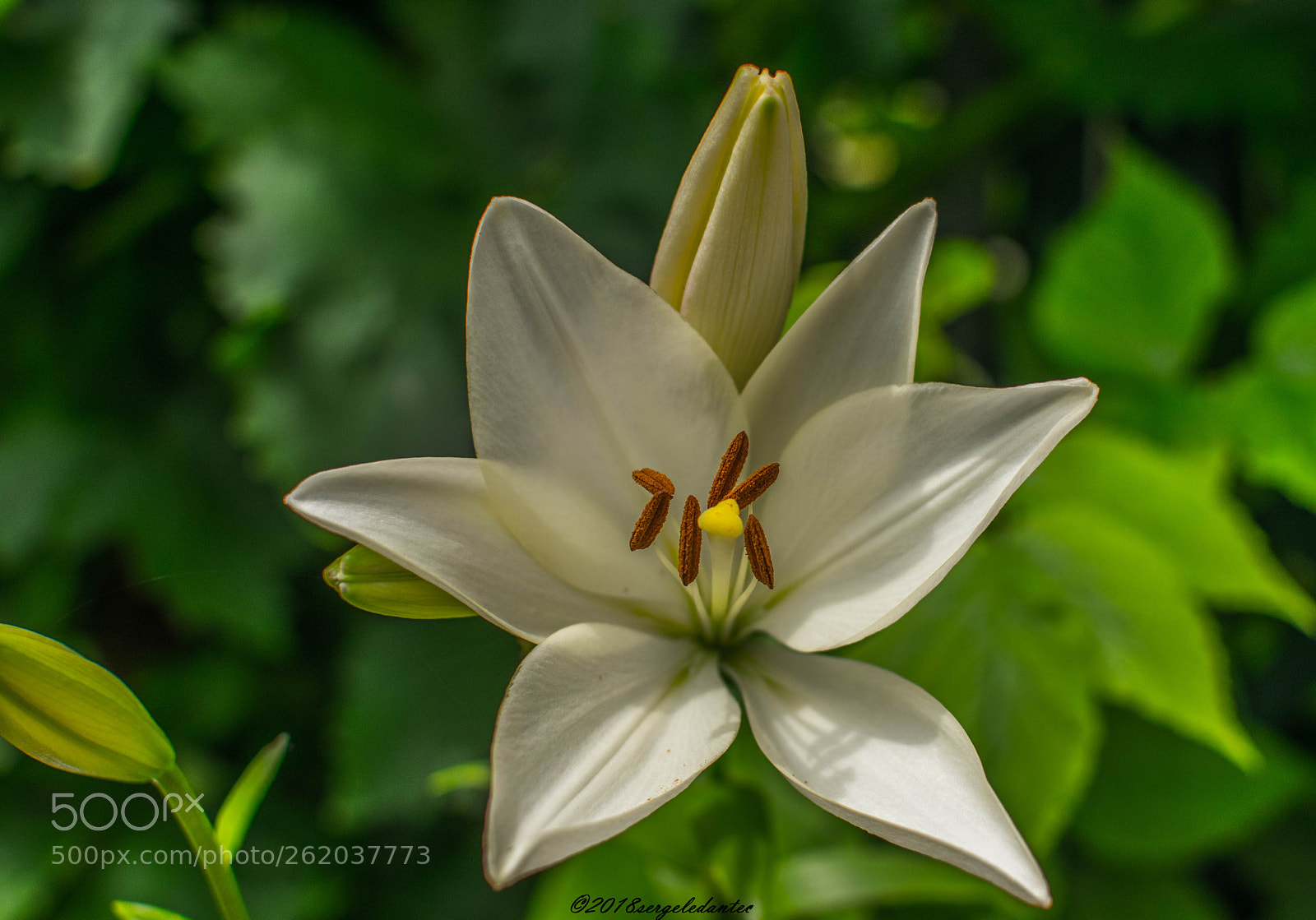 Nikon D5300 sample photo. Fleur de lys photography