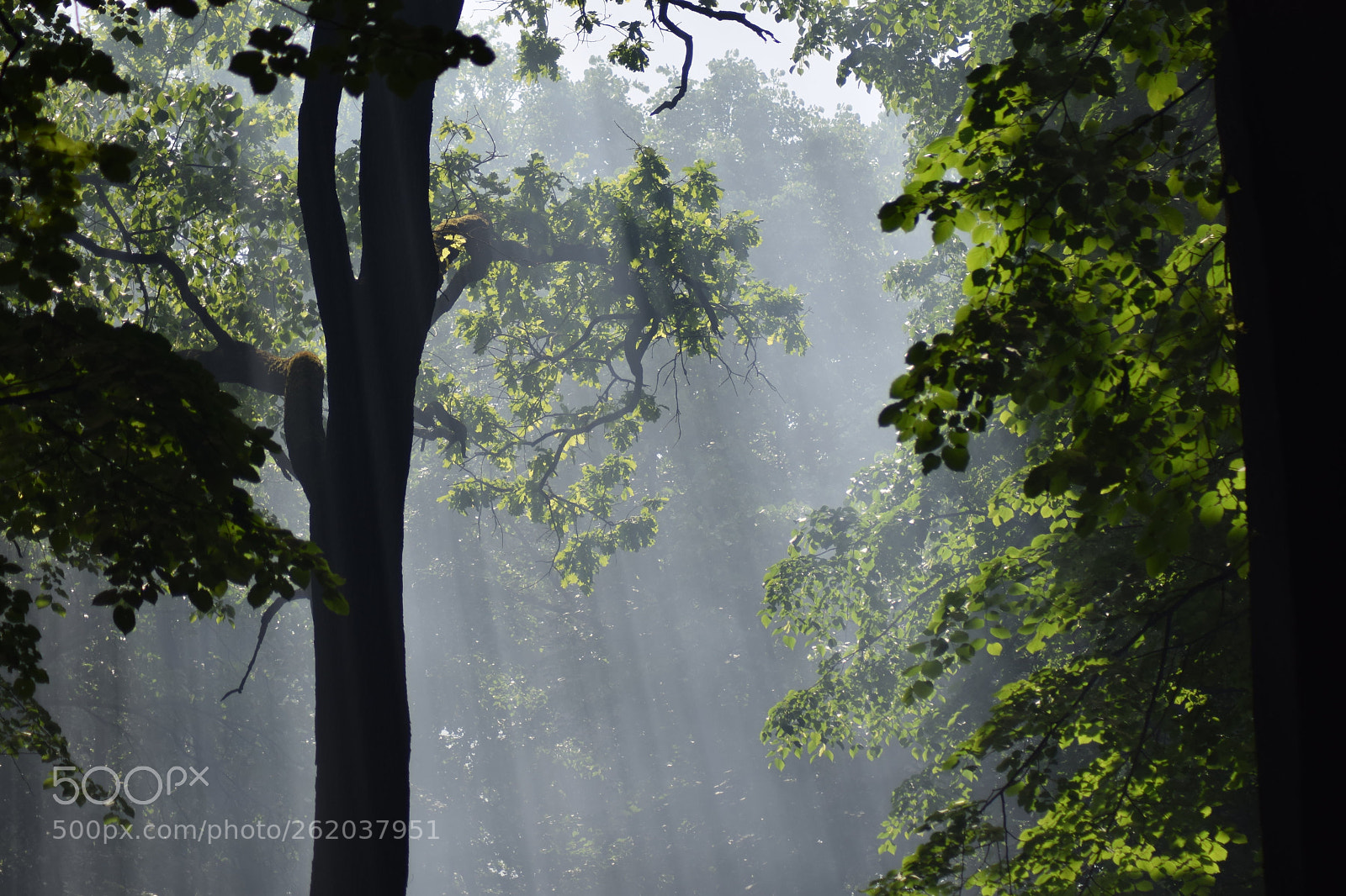 Nikon D3300 sample photo. The rays of light photography