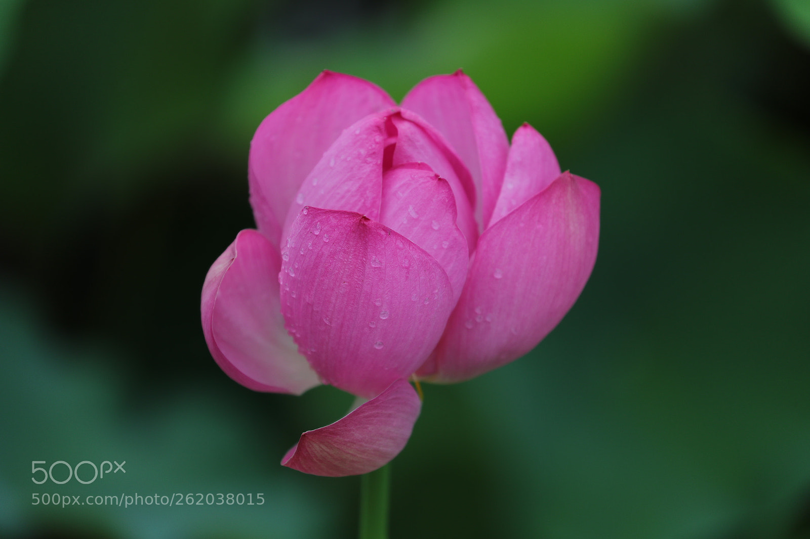 Canon EOS-1D X Mark II sample photo. Lotus 201803 photography
