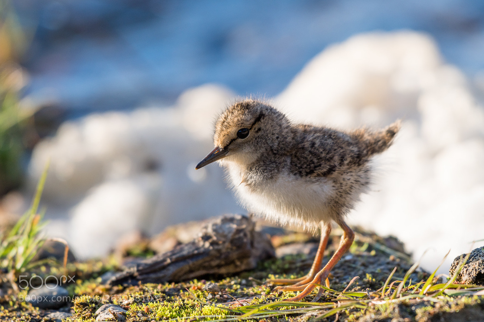 Nikon D500 sample photo. Common sandpiper baby photography