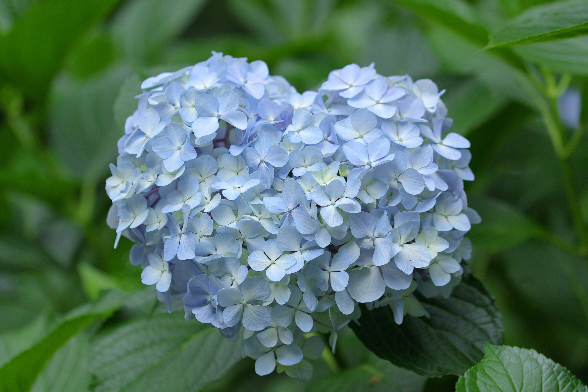 Heart-shaped natural hydrangea 6803